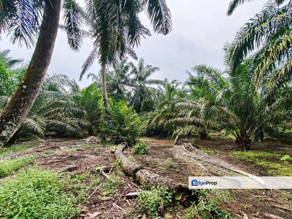 Pontian Oil Palm Land For Sale, Johor, Pontian