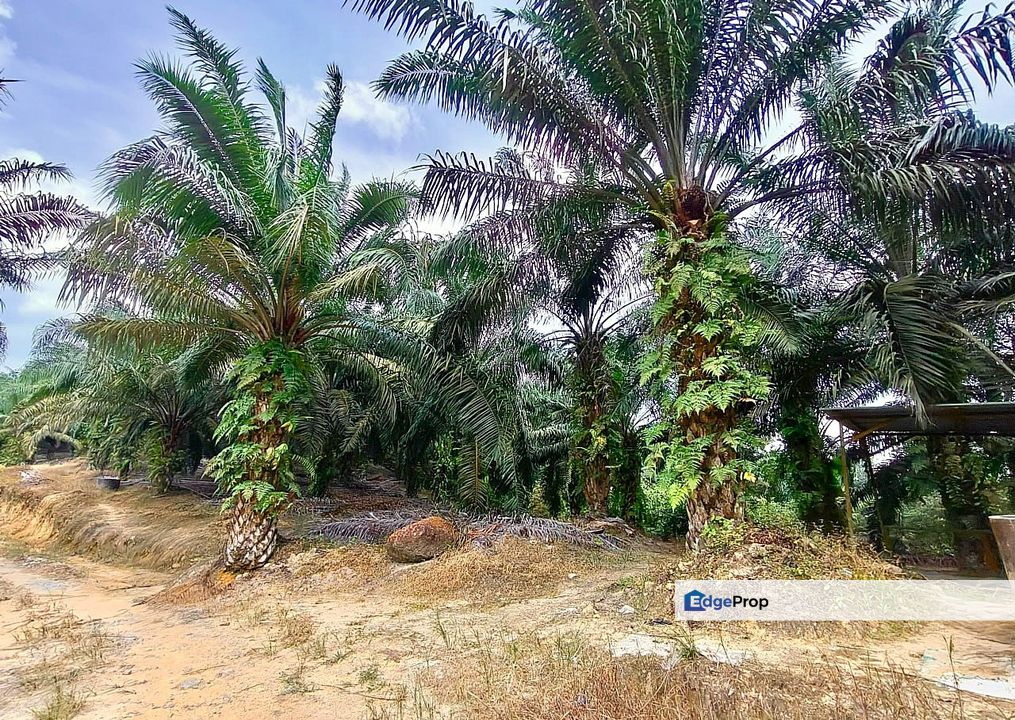 Kluang Simpang Renggam Land For Sale , Johor, Kluang