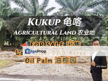 Kukup BIG Size Oil Palm Land For Sale, Johor, Pontian