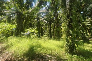 Rimba Terjun Pontian