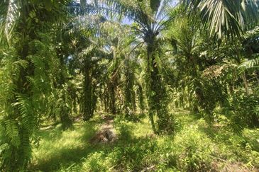Rimba Terjun Pontian