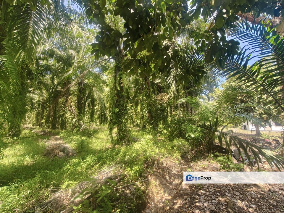 Pontian Oil Palm Land For Sale , Johor, Pontian