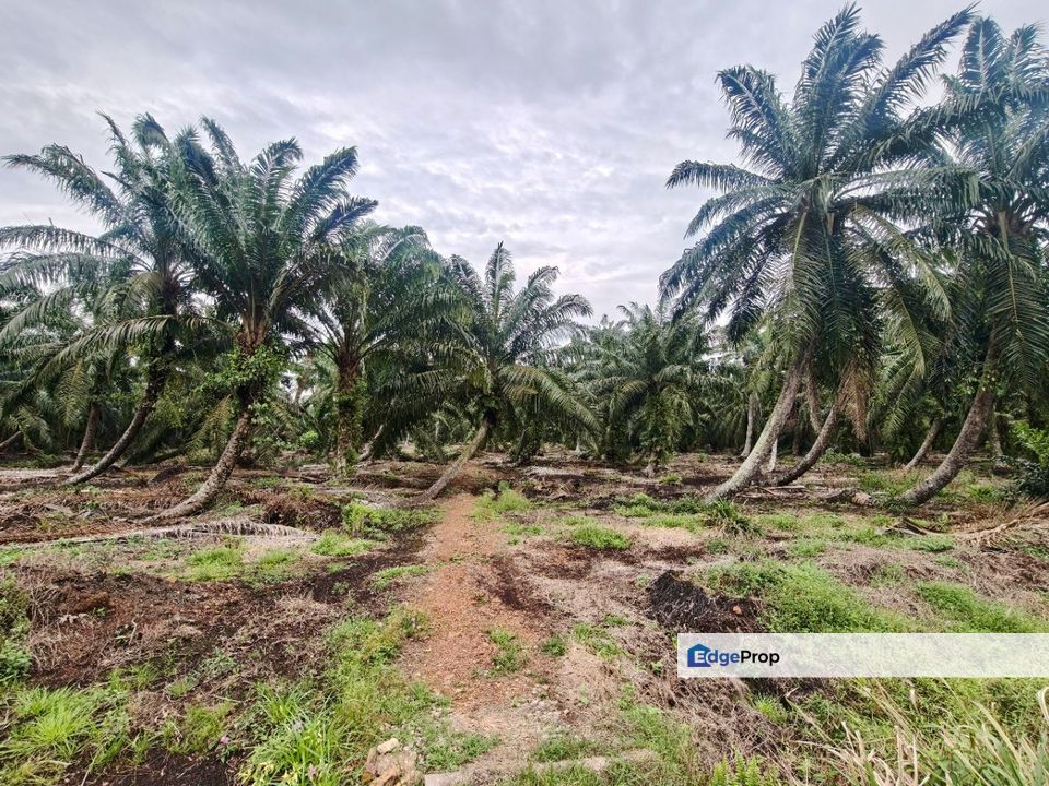 Kukup Oil Palm Land For Sale, Johor, Pontian
