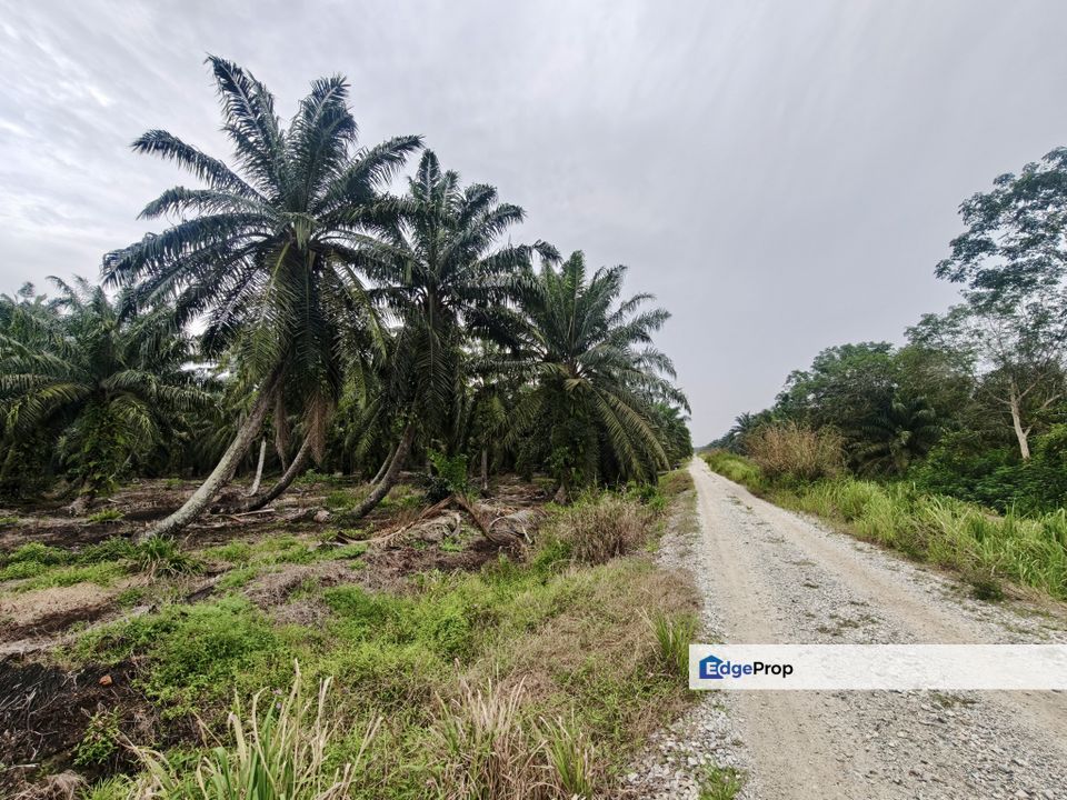 Kukup Oil Palm Land For Sale, Johor, Pontian