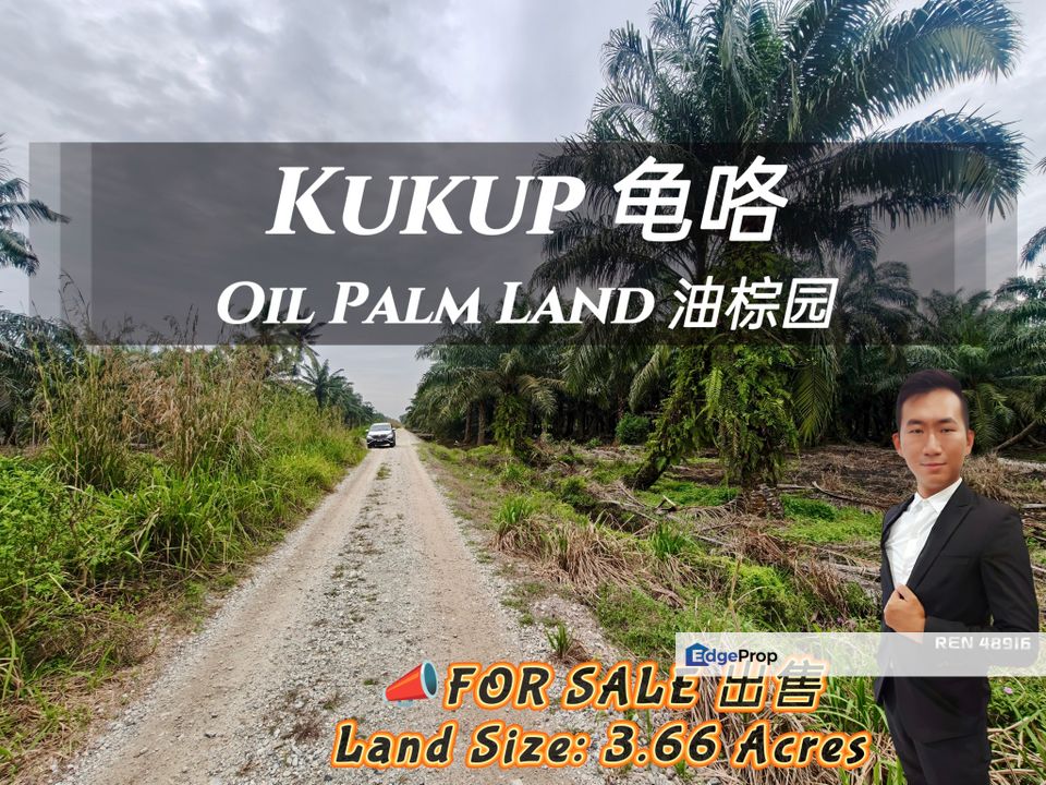 Kukup Oil Palm Land For Sale, Johor, Pontian