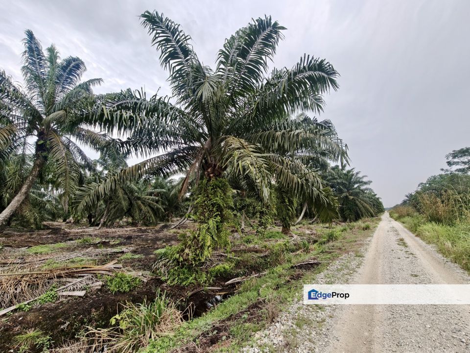 Kukup Oil Palm Land For Sale, Johor, Pontian