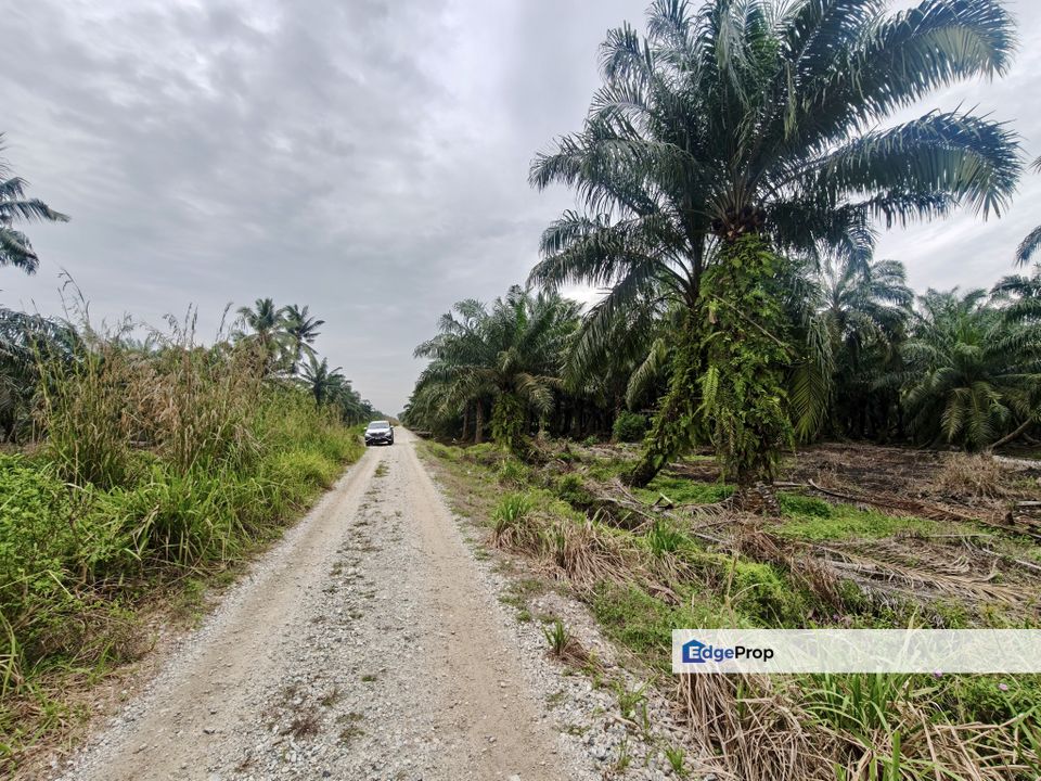 Kukup Oil Palm Land For Sale, Johor, Pontian