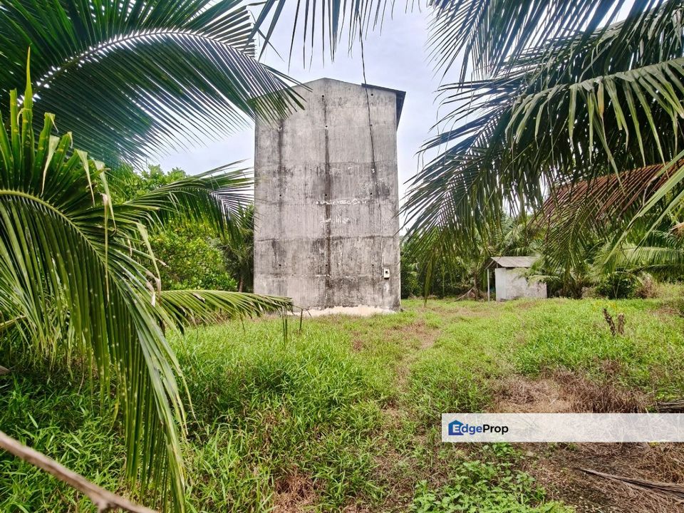 Kukup Coconut Fruits Farm For Sale, Johor, Pontian