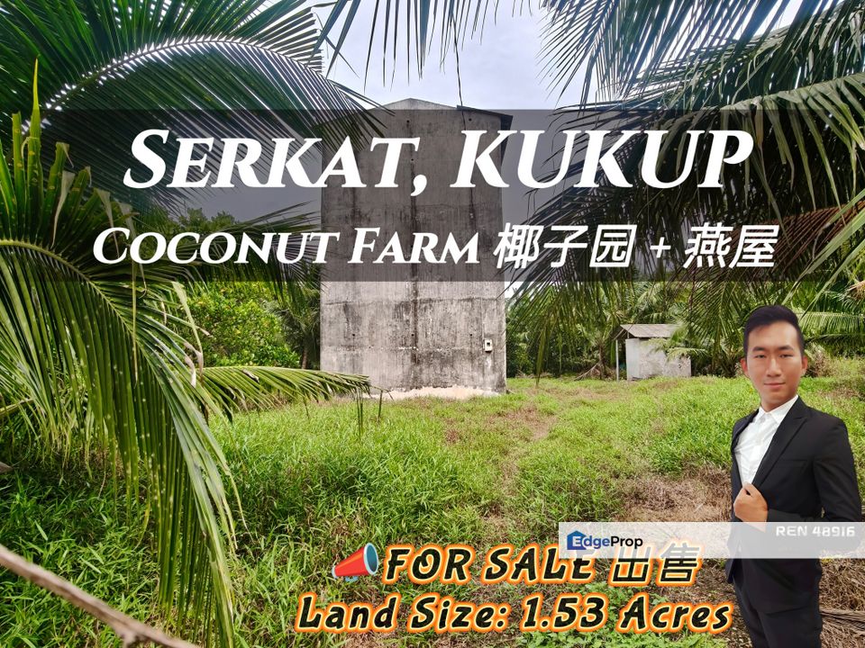 Kukup Coconut Fruits Farm For Sale, Johor, Pontian