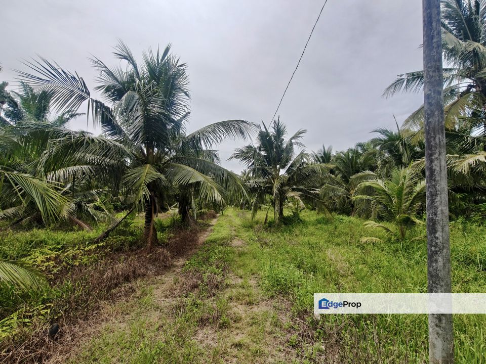 Kukup Coconut Fruits Farm For Sale, Johor, Pontian