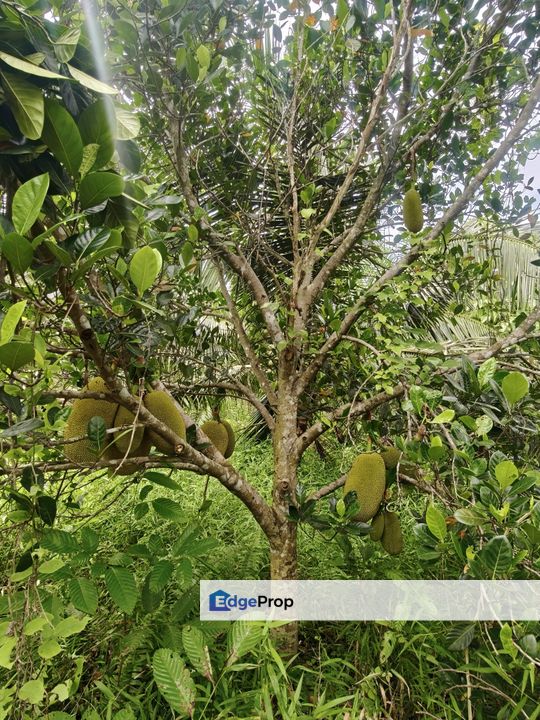 Kukup Coconut Fruits Farm For Sale, Johor, Pontian