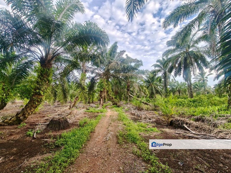 Kukup Nearby Bridge Land For Sale, Johor, Pontian