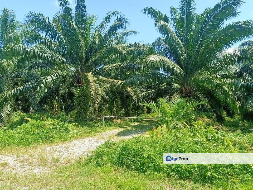 Kukup Nearby Tanjung Bin Land For Sale, Johor, Pontian