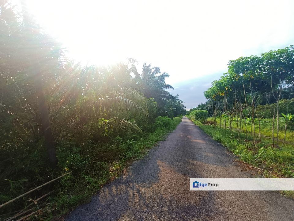 Oil Palm Land Nearby Pontian Perdana For Sale, Johor, Pontian