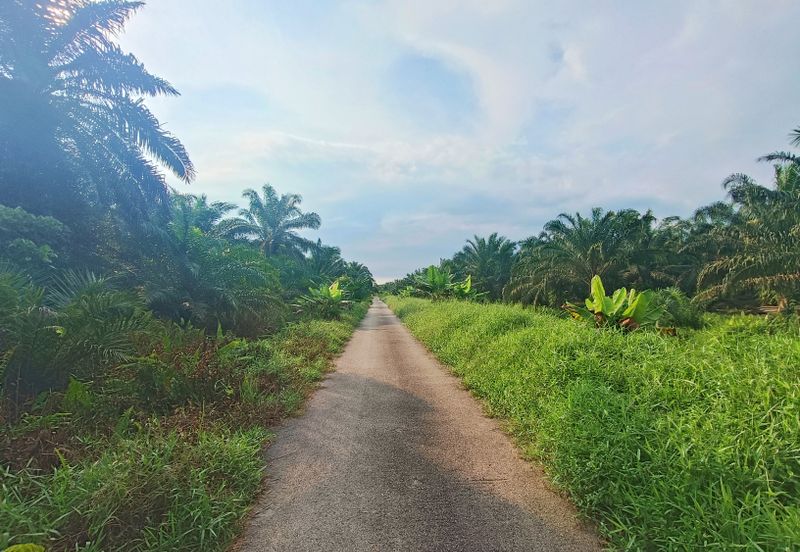 Oil Palm Land Nearby Pontian Perdana For Sale