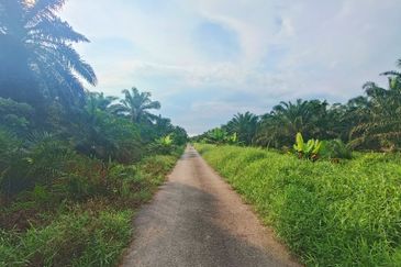 Oil Palm Land Nearby Pontian Perdana For Sale