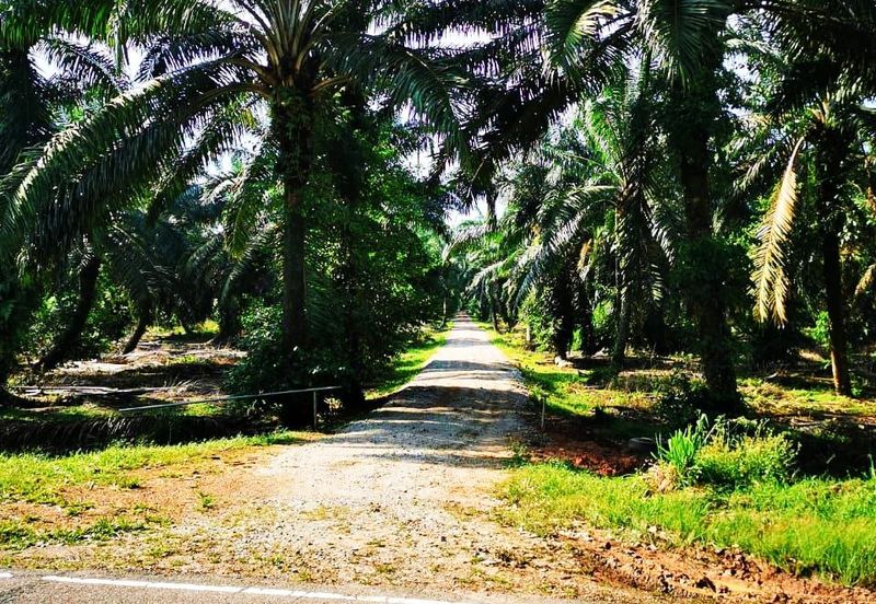 Pontian Oil Palm Land For Sale