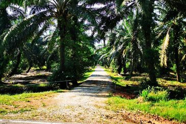 Pontian Oil Palm Land For Sale