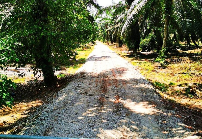 Pontian Oil Palm Land For Sale