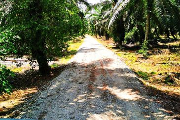 Pontian Oil Palm Land For Sale