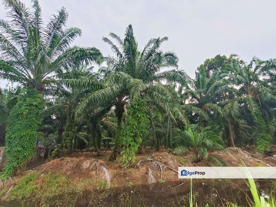 Kukup Land Nearby Sungai Pulai Bridge & Tanjung Bin Power PlantFor Sale, Johor, Pontian