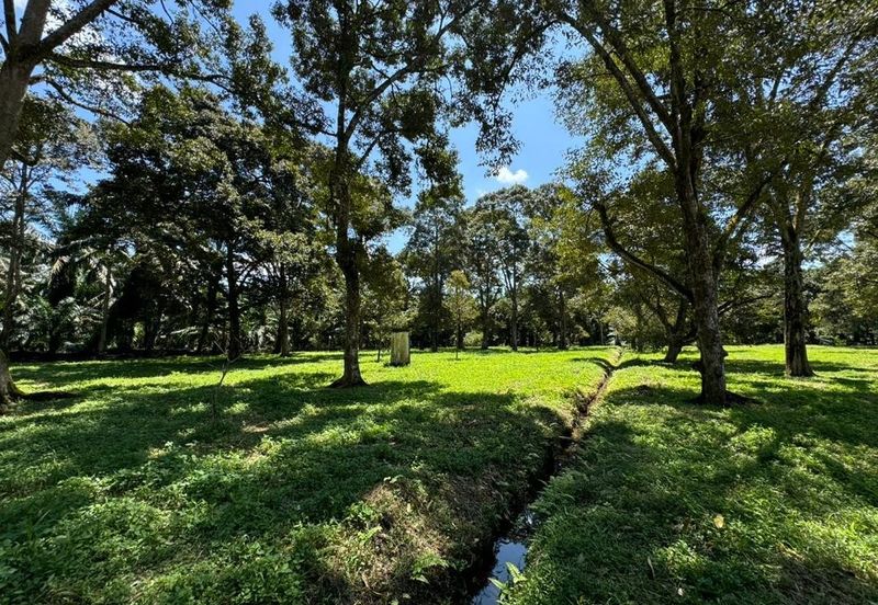 Pontian Durian Farm For Sale