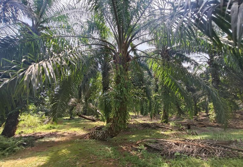 Pontian Ayer Baloi Oil Palm Land For Sale