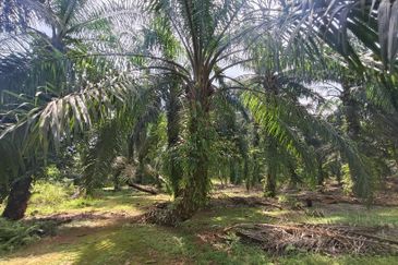 Pontian Ayer Baloi Oil Palm Land For Sale