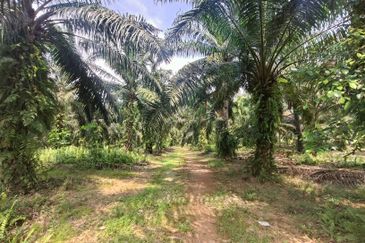 Pontian Ayer Baloi Oil Palm Land For Sale