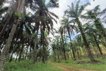 Senai Industrial Park
