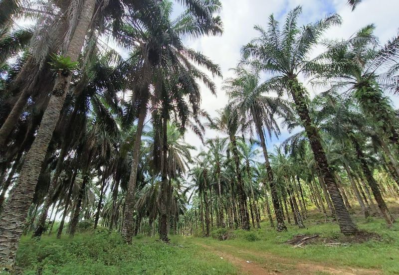 Senai Industrial Park