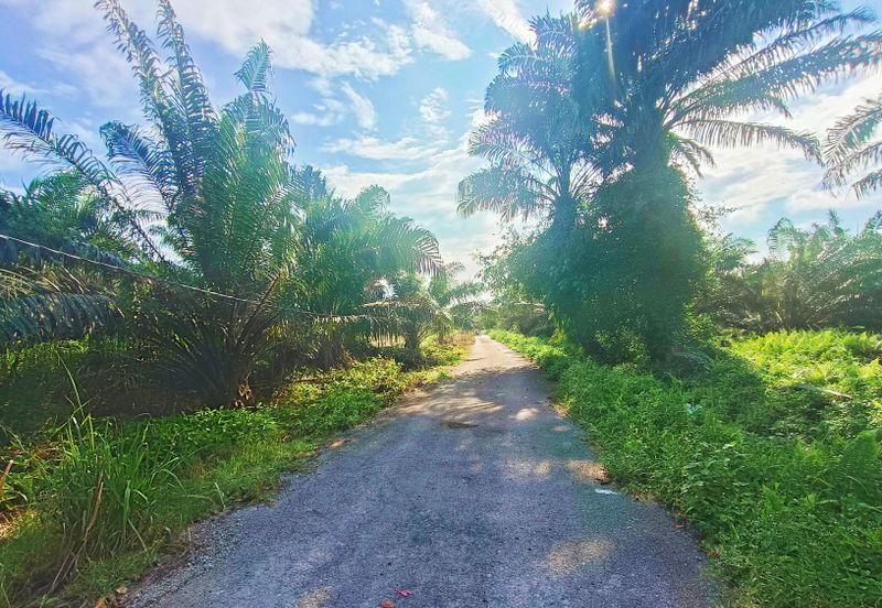 Pontian Oil Palm Land For Sale