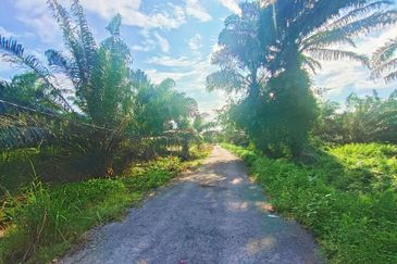 Pontian Oil Palm Land For Sale