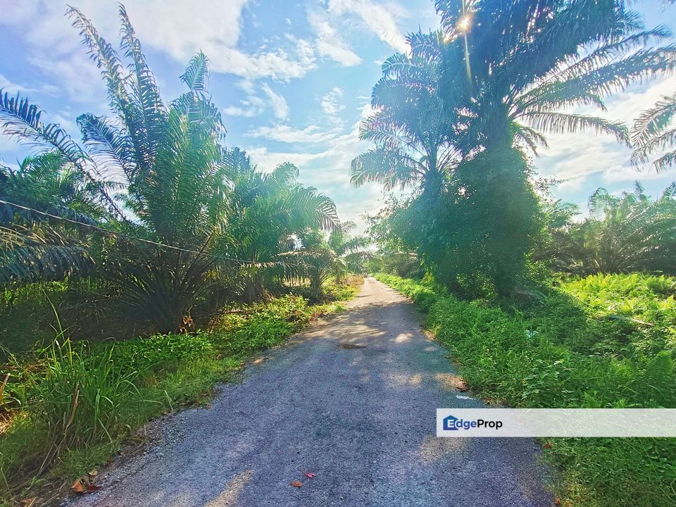 Pontian Oil Palm Land For Sale, Johor, Pontian