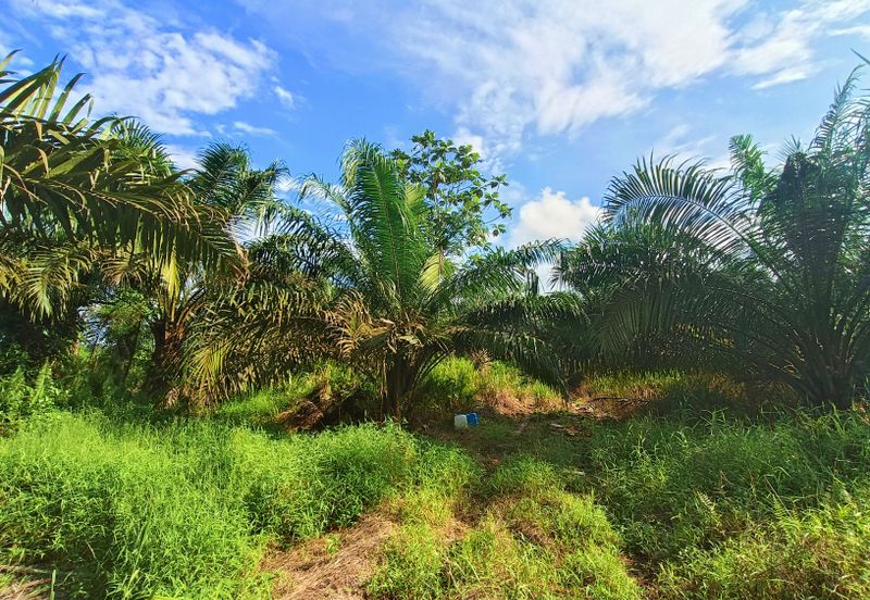 Pontian Oil Palm Land For Sale