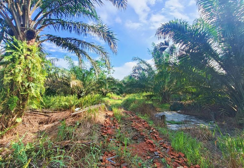 Pontian Oil Palm Land For Sale