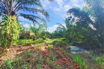 Pontian Oil Palm Land For Sale