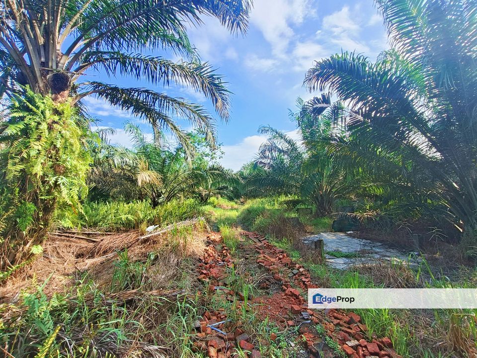Pontian Oil Palm Land For Sale, Johor, Pontian