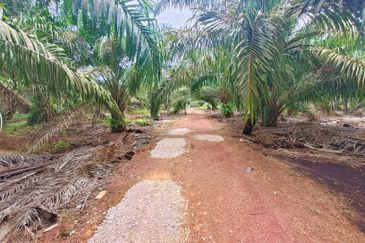 Pekan Nanas Oil Palm Land For Sale
