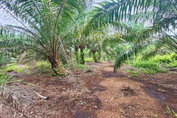 Pekan Nanas Oil Palm Land For Sale