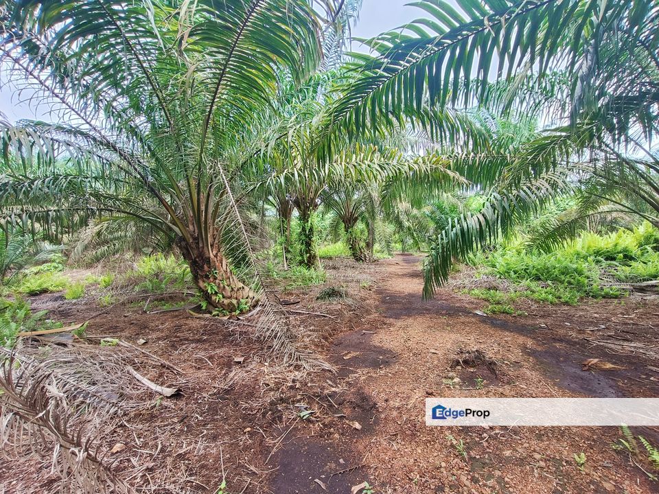 Pekan Nanas Oil Palm Land For Sale, Johor, Pontian
