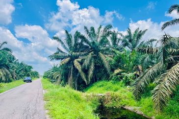 Pontian Road Side Oil Palm Land For Sale