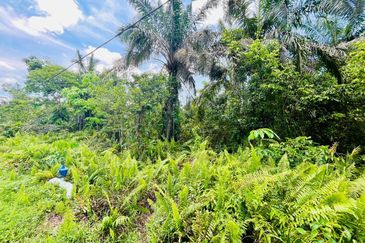 Pontian Road Side Oil Palm Land For Sale