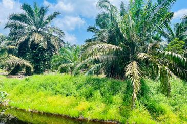 Pontian Road Side Oil Palm Land For Sale