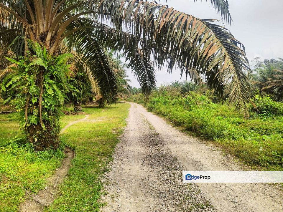 Layang-Layang Oil Palm Land For Sale , Johor, Kluang