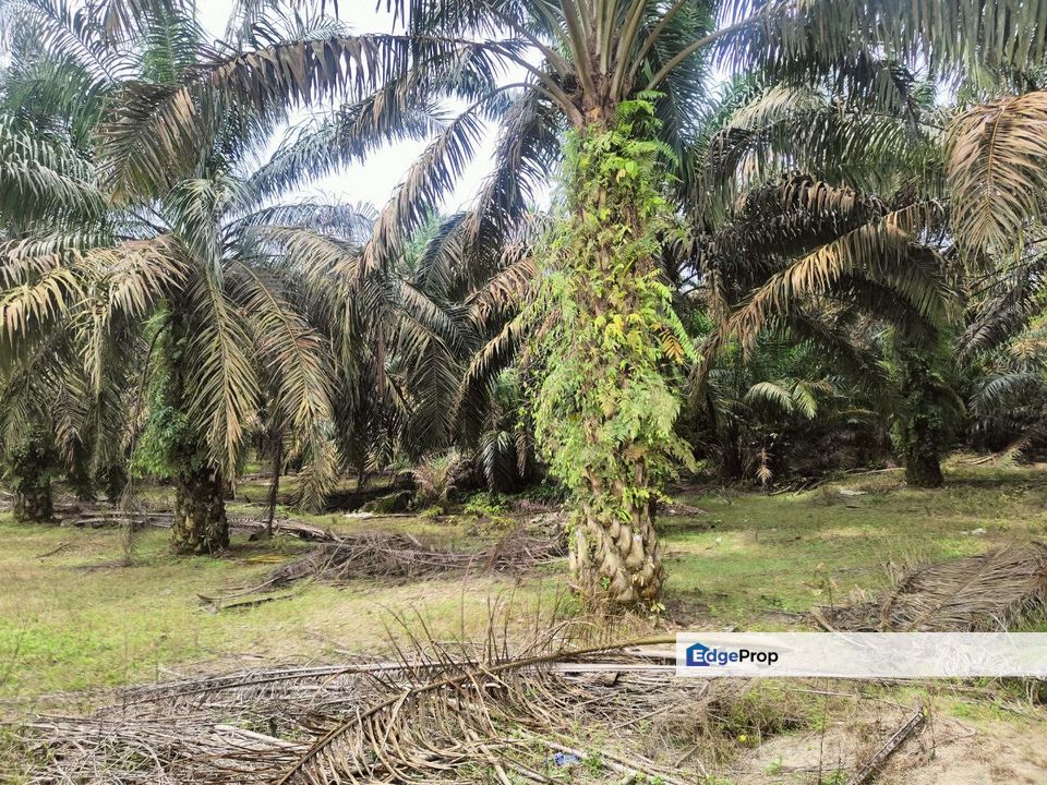 Layang-Layang Oil Palm Land For Sale , Johor, Kluang