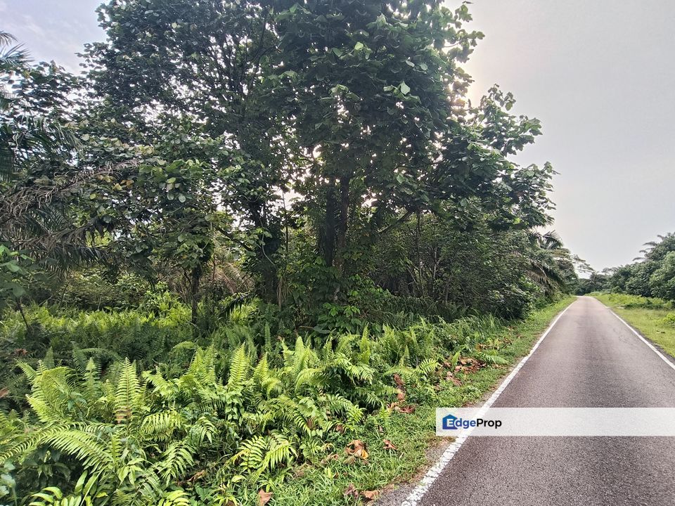 Kukup Road Side Agriculture Land For Sale , Johor, Pontian