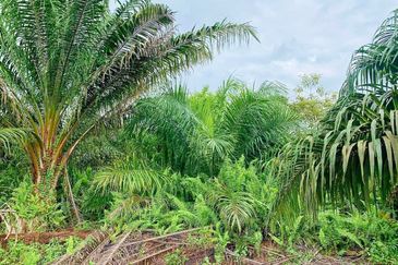 Rimba Terjun Pontian