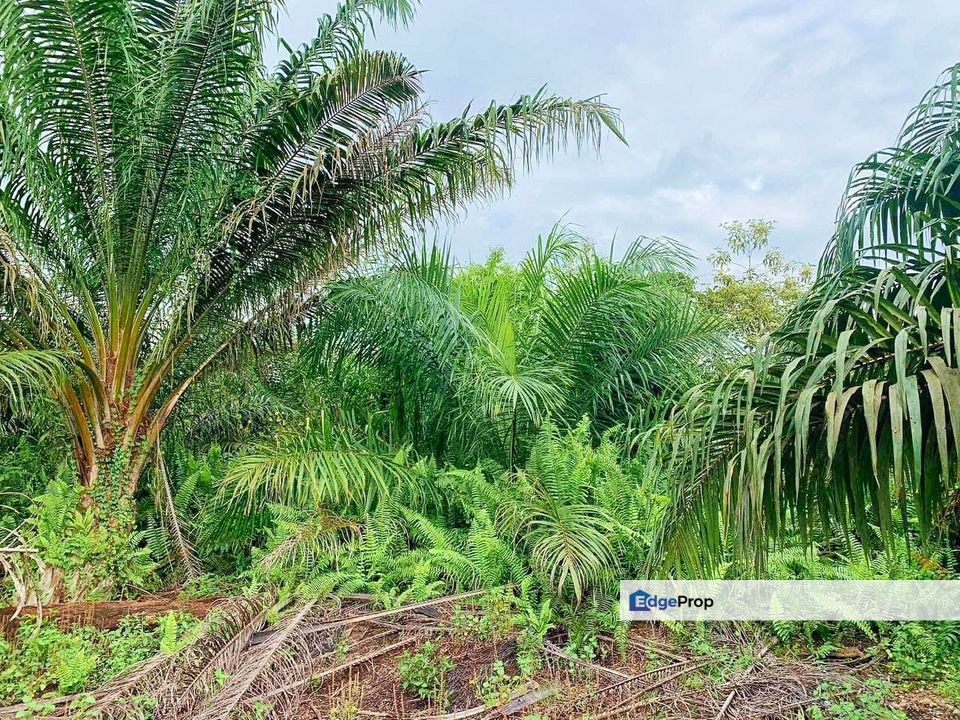 Pontian Nearby Housing Development Land For Sale, Johor, Pontian