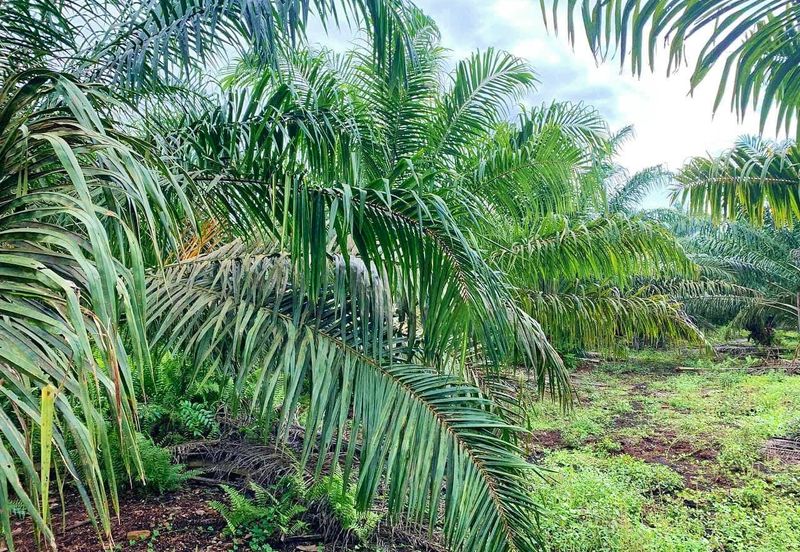 Rimba Terjun Pontian